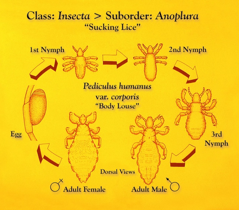 The life cycle of head lice — egg, three nymph stages, and adult