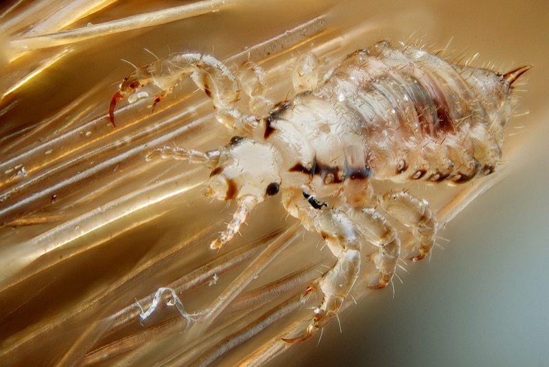 Close-up macro photograph of an adult head louse on a strand of hair